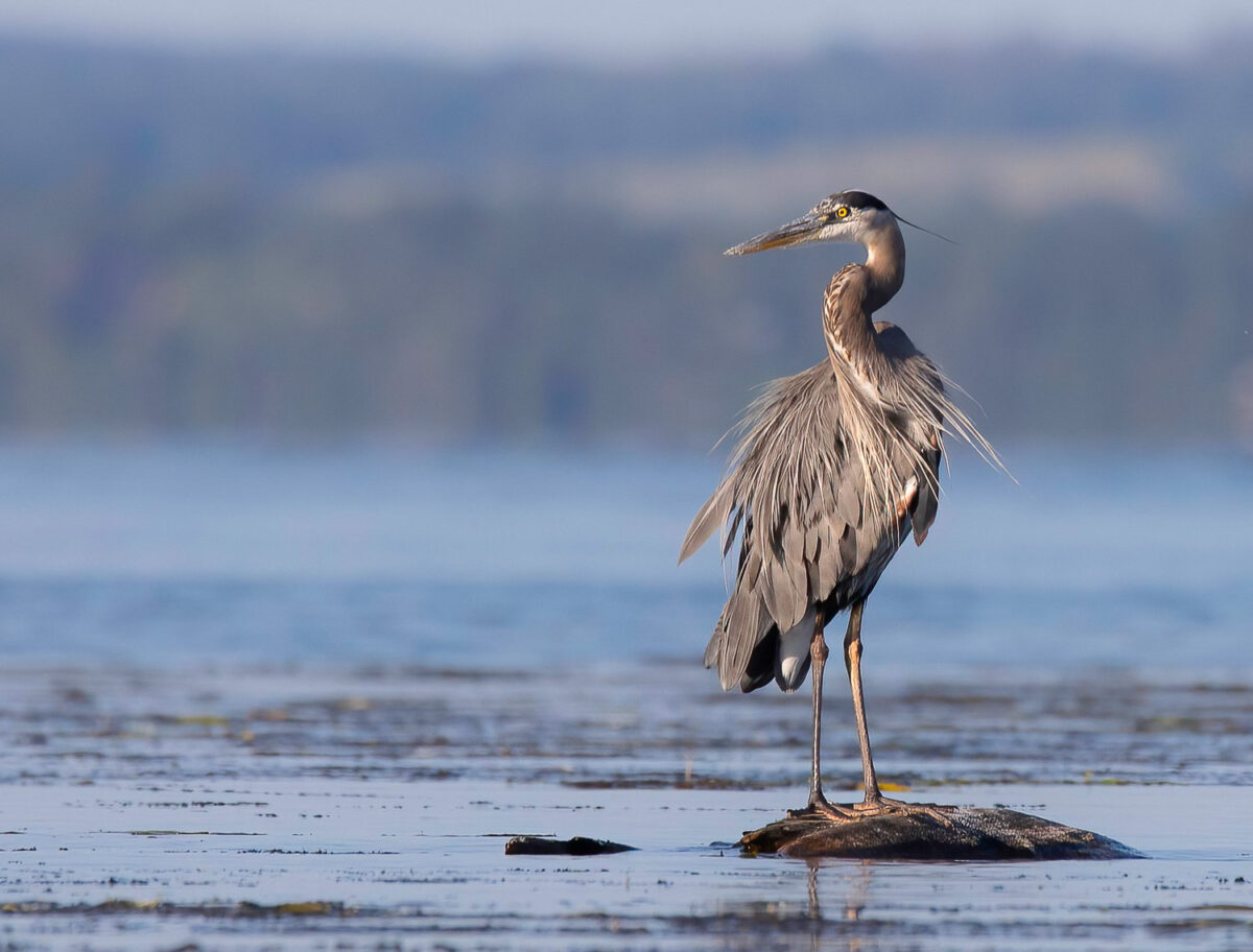 20-facts-about-great-blue-herons