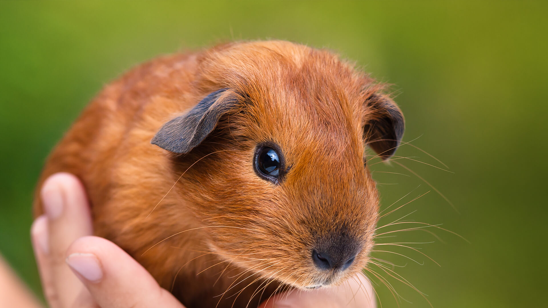 20-facts-about-guinea-pigs