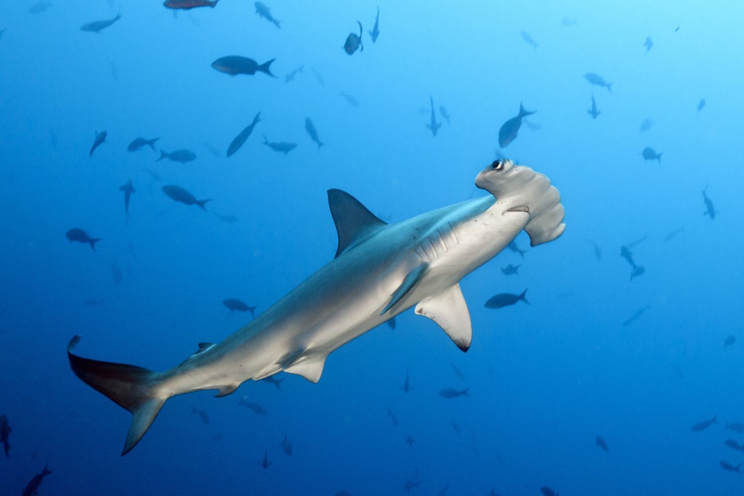 20-facts-about-hammerhead-sharks