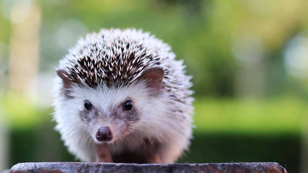 20-facts-about-hedgehogs