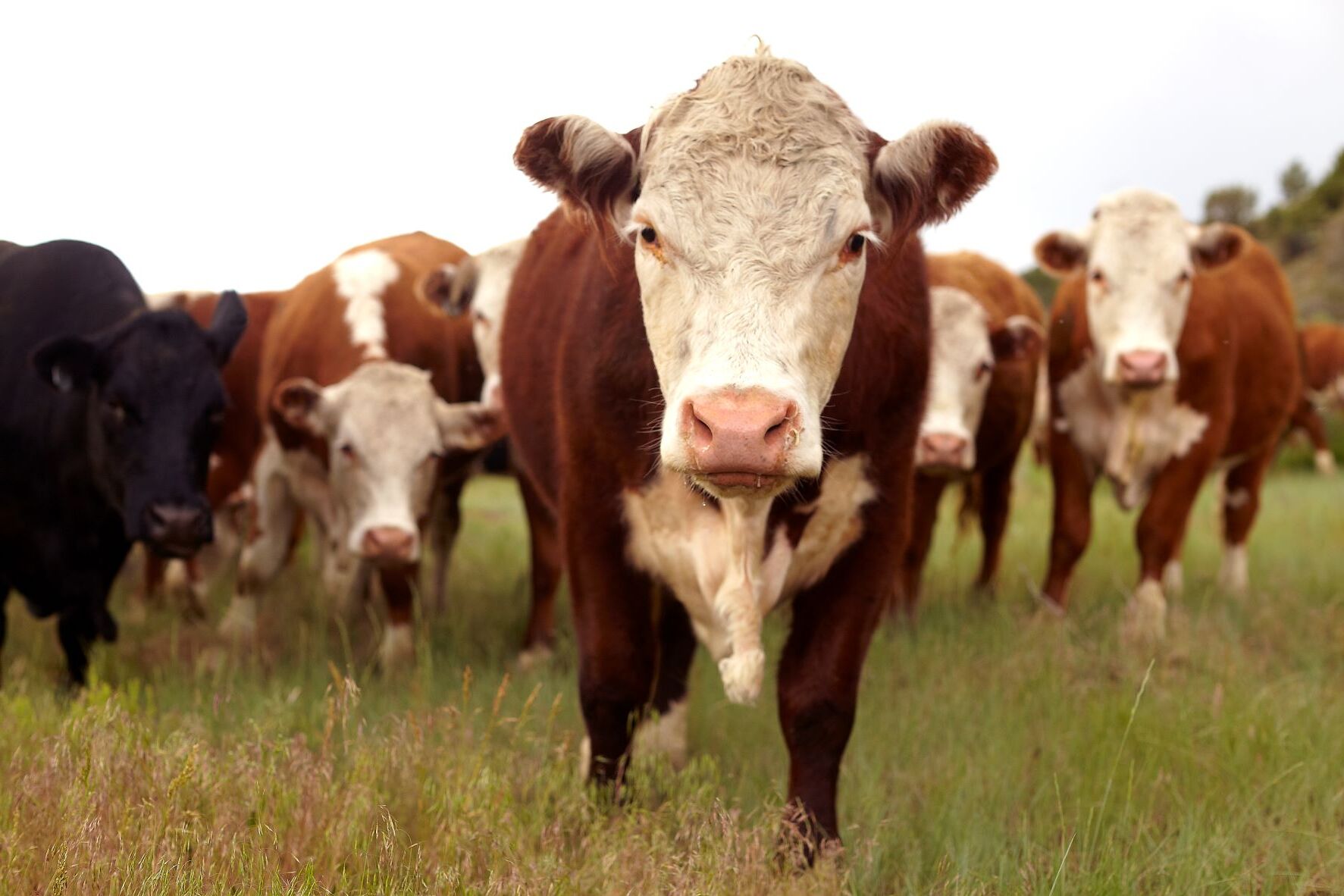 20-facts-about-hereford-cows