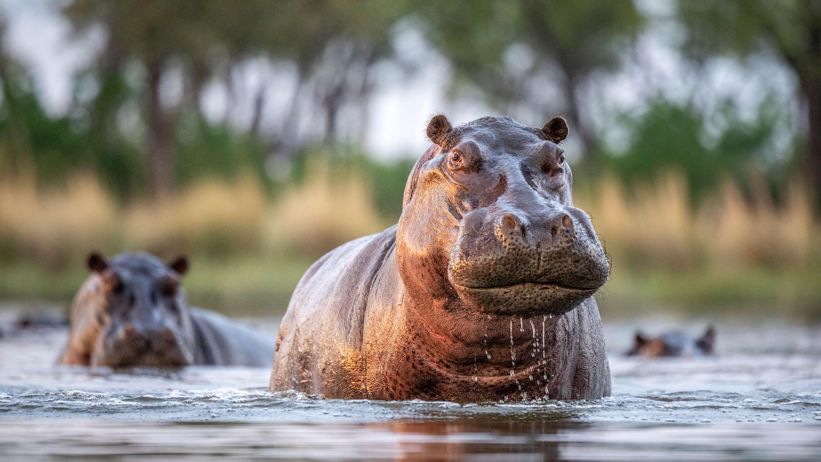 20-facts-about-hippos
