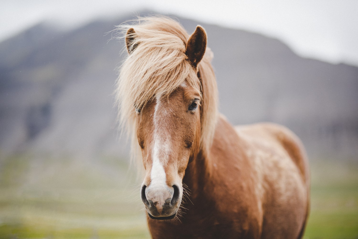 20-facts-about-horses-you-might-not-know
