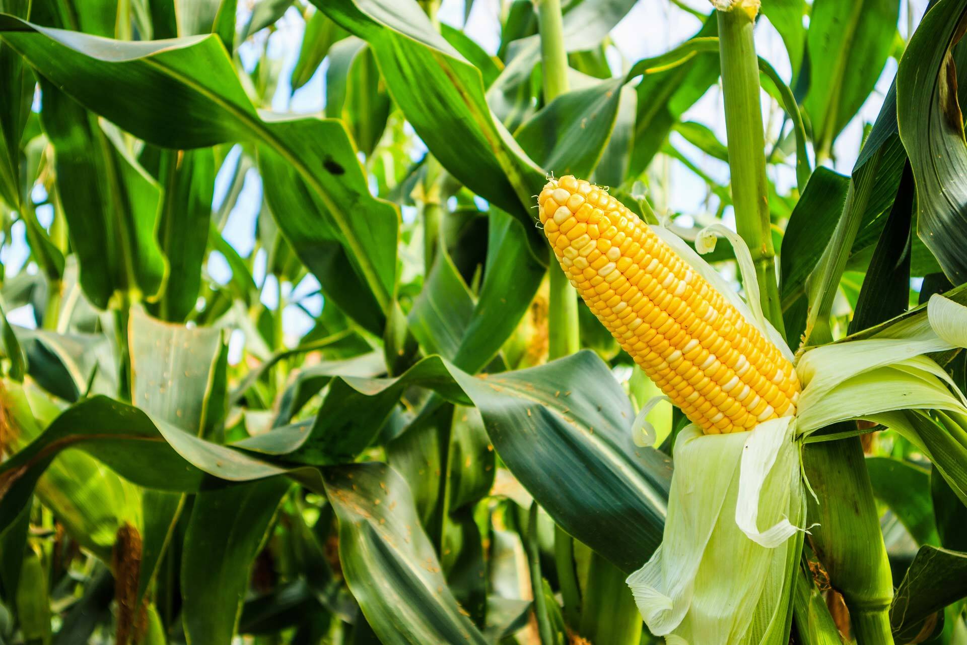 20-facts-about-iowa-corn-culture-history