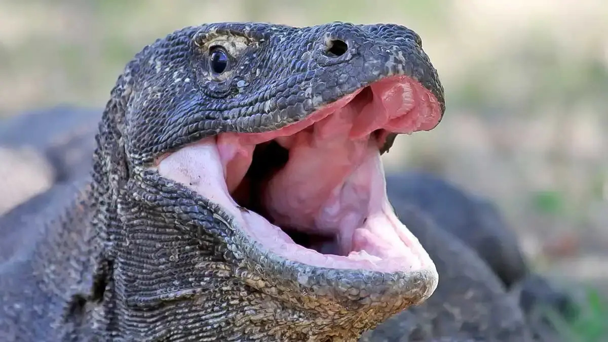 20-facts-about-komodo-dragons