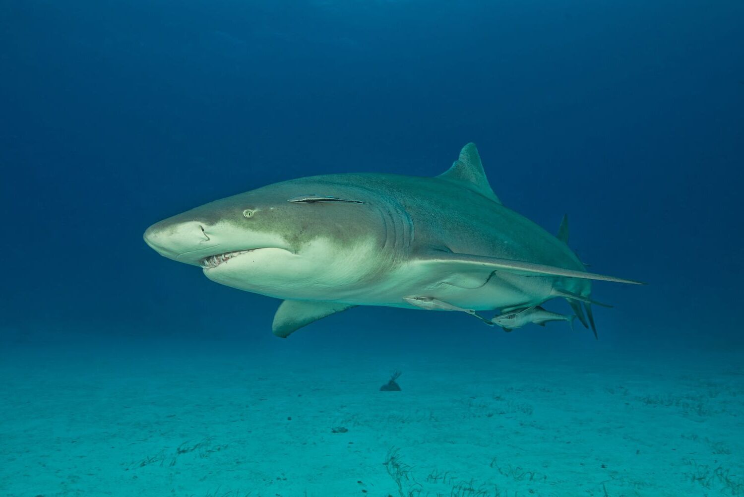 20-facts-about-lemon-sharks-natures-marvels