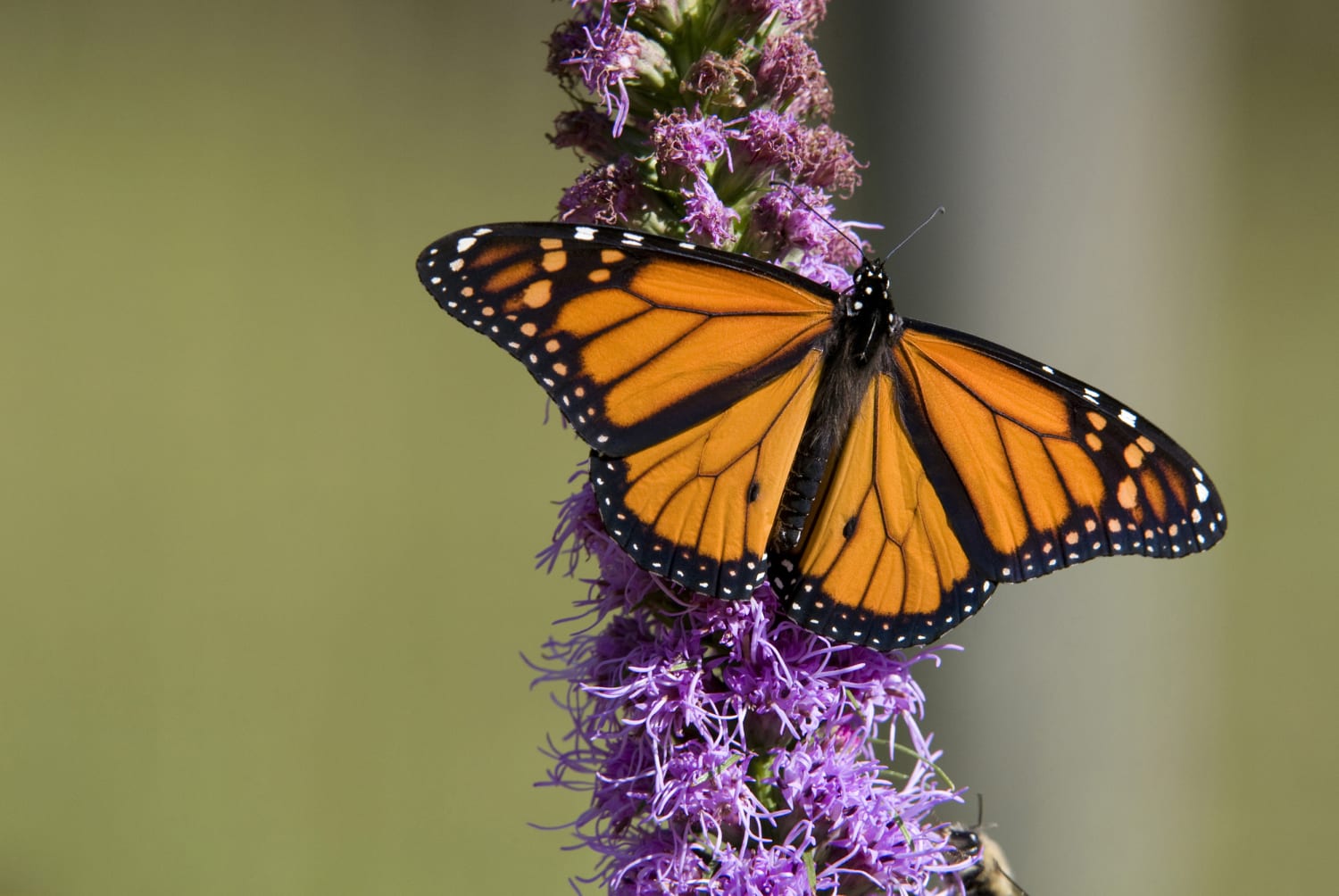 20-facts-about-monarch-butterflies