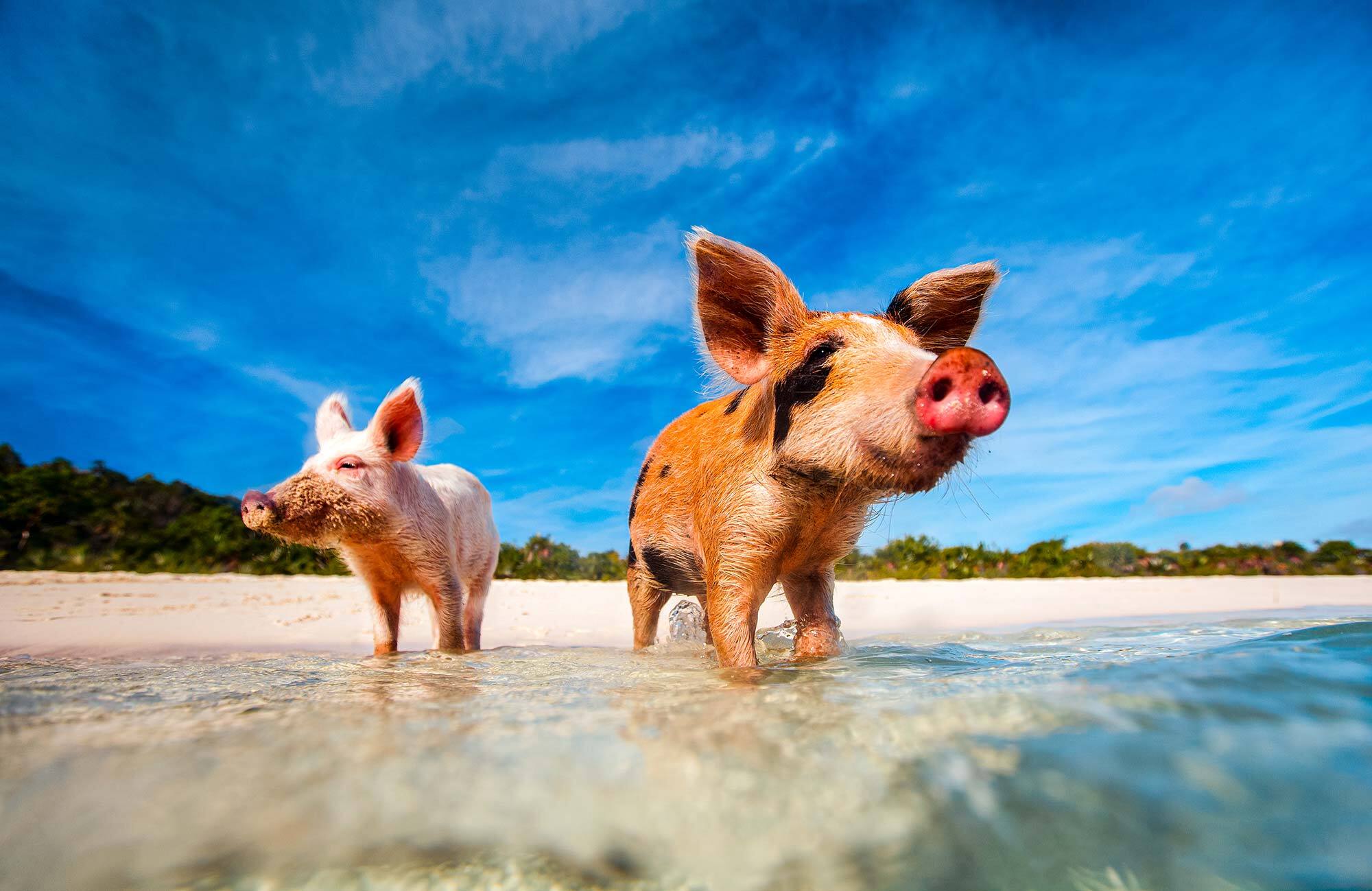 20-facts-about-pigs-you-didnt-know