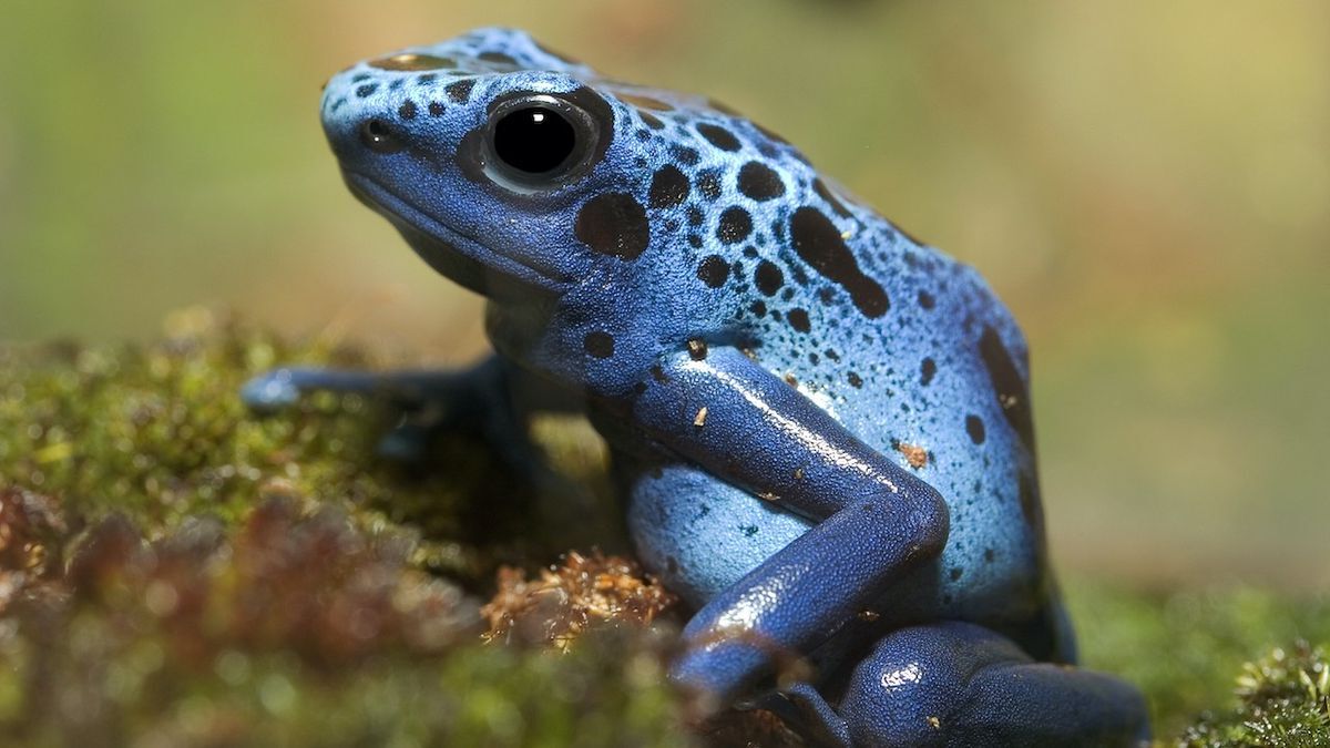 20-facts-about-poison-dart-frogs
