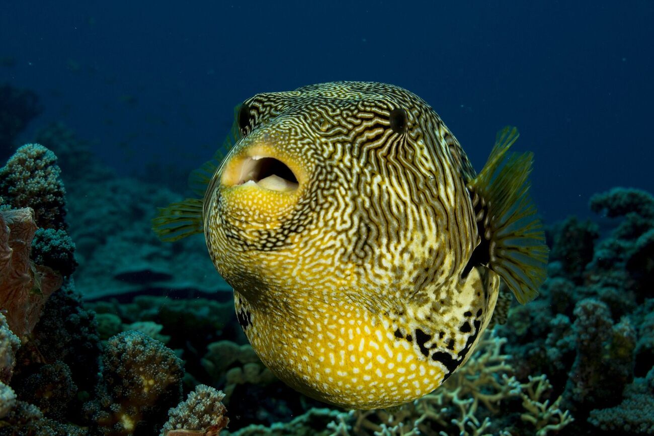 20-facts-about-pufferfish-natures-balloons