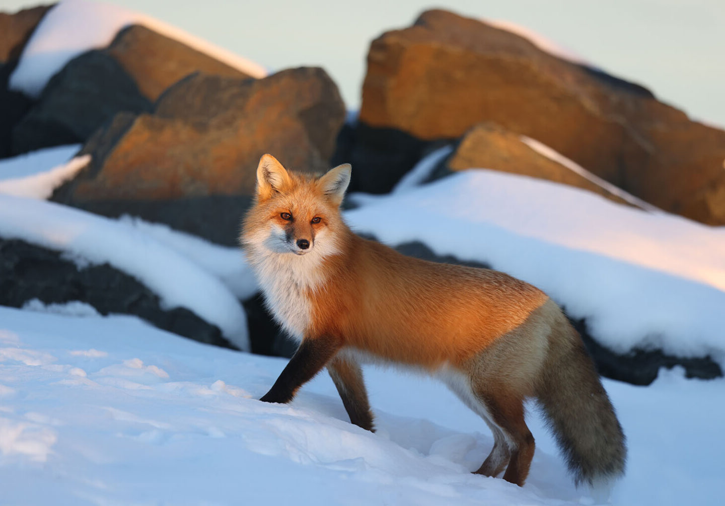 20-facts-about-red-foxes
