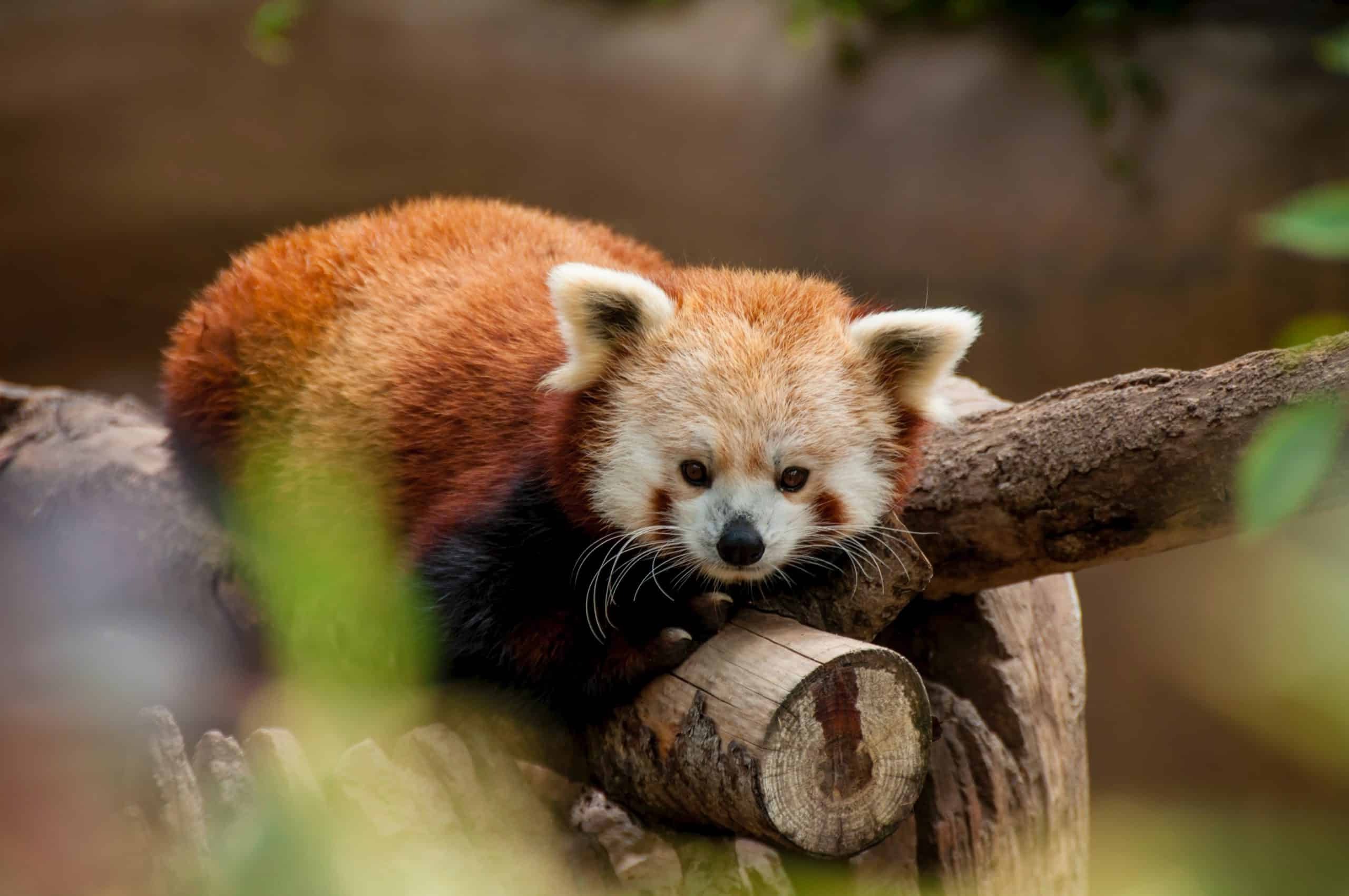 20-facts-about-red-pandas-natures-marvels