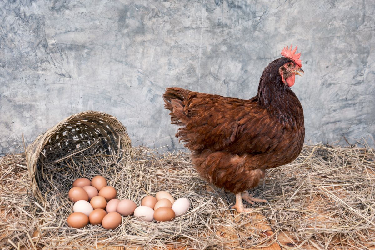 20-facts-about-rhode-island-red-chickens