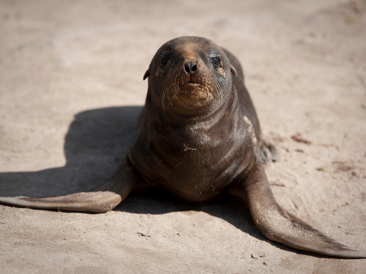 20-facts-about-sea-lions