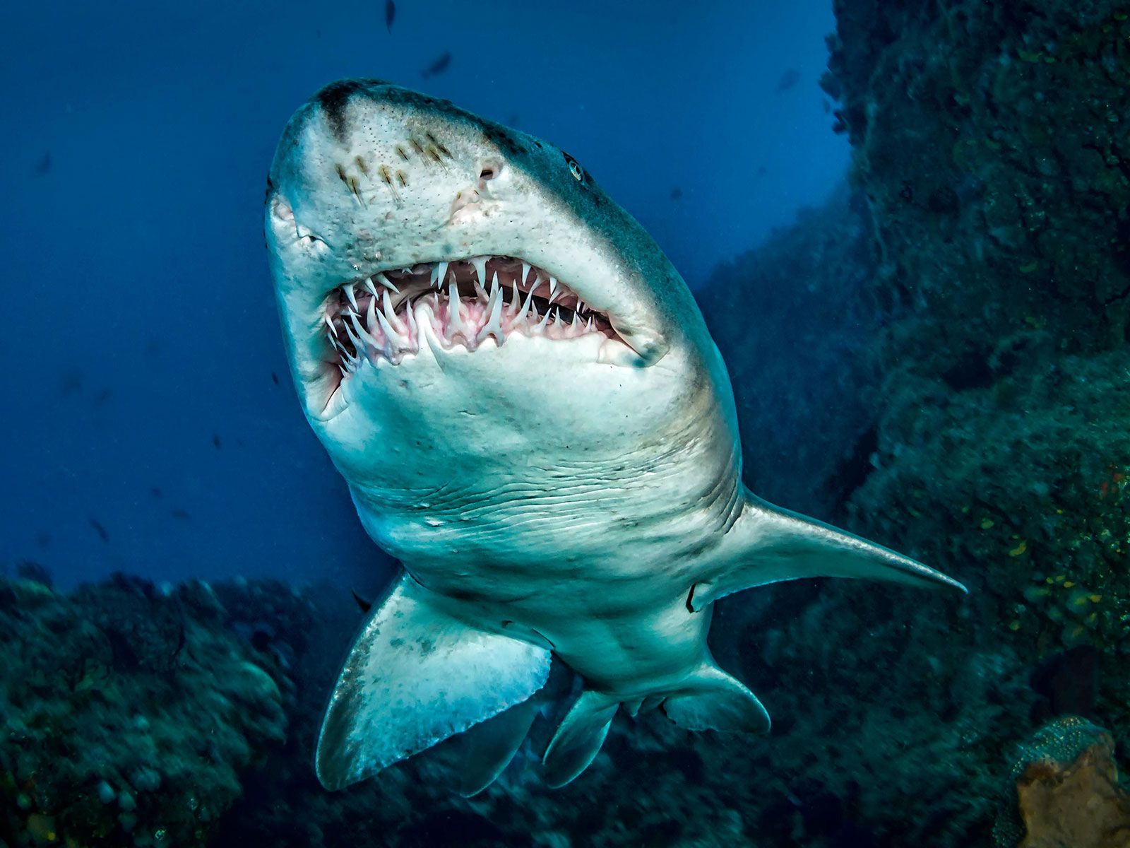 20-facts-about-shark-teeth