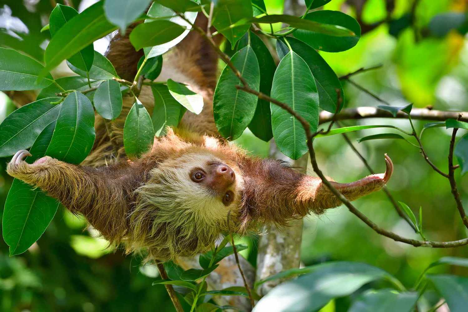 20-facts-about-sloths