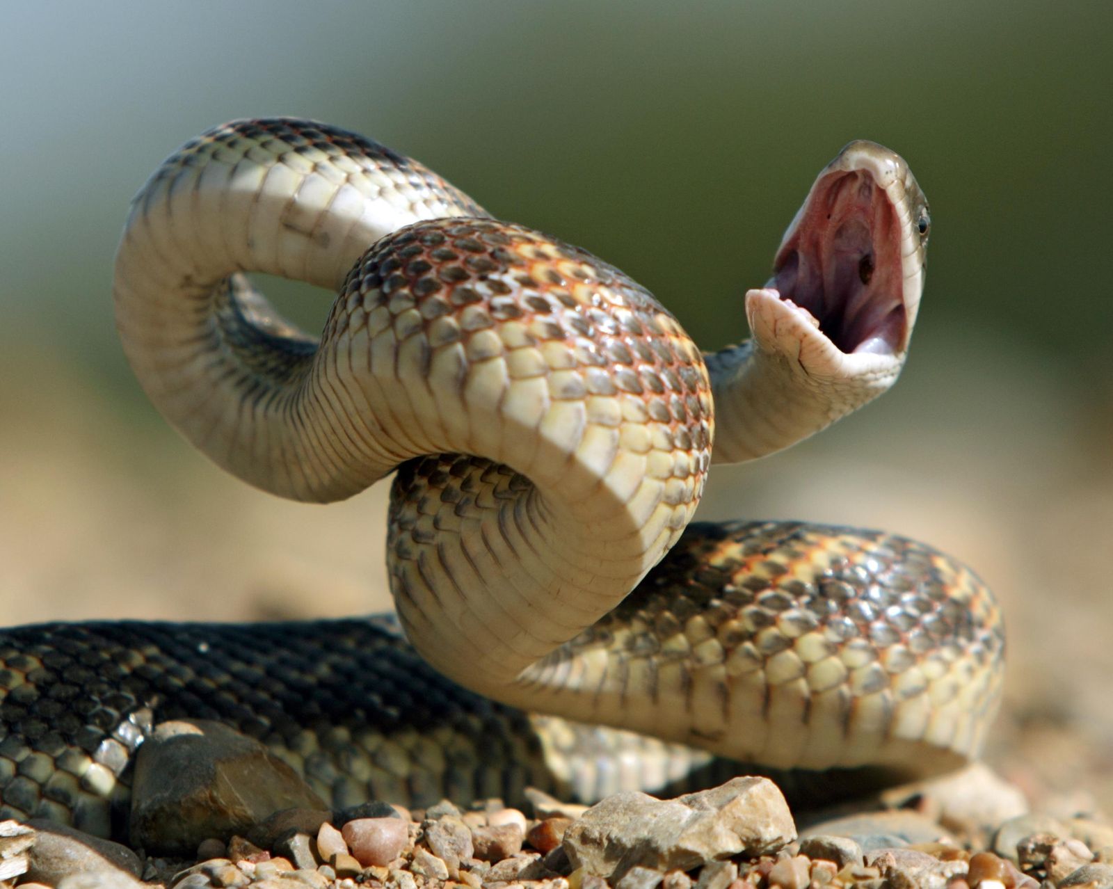 20-facts-about-snakes