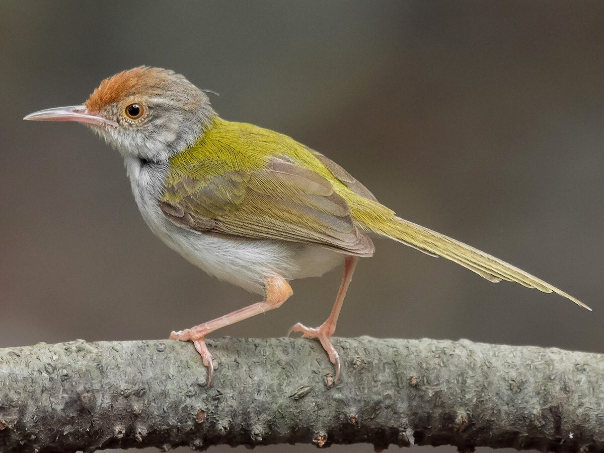 20-facts-about-tailorbirds