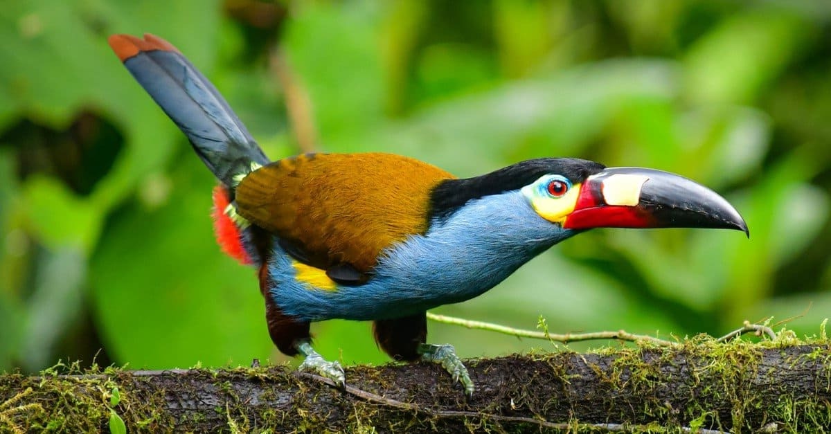20-facts-about-toucans
