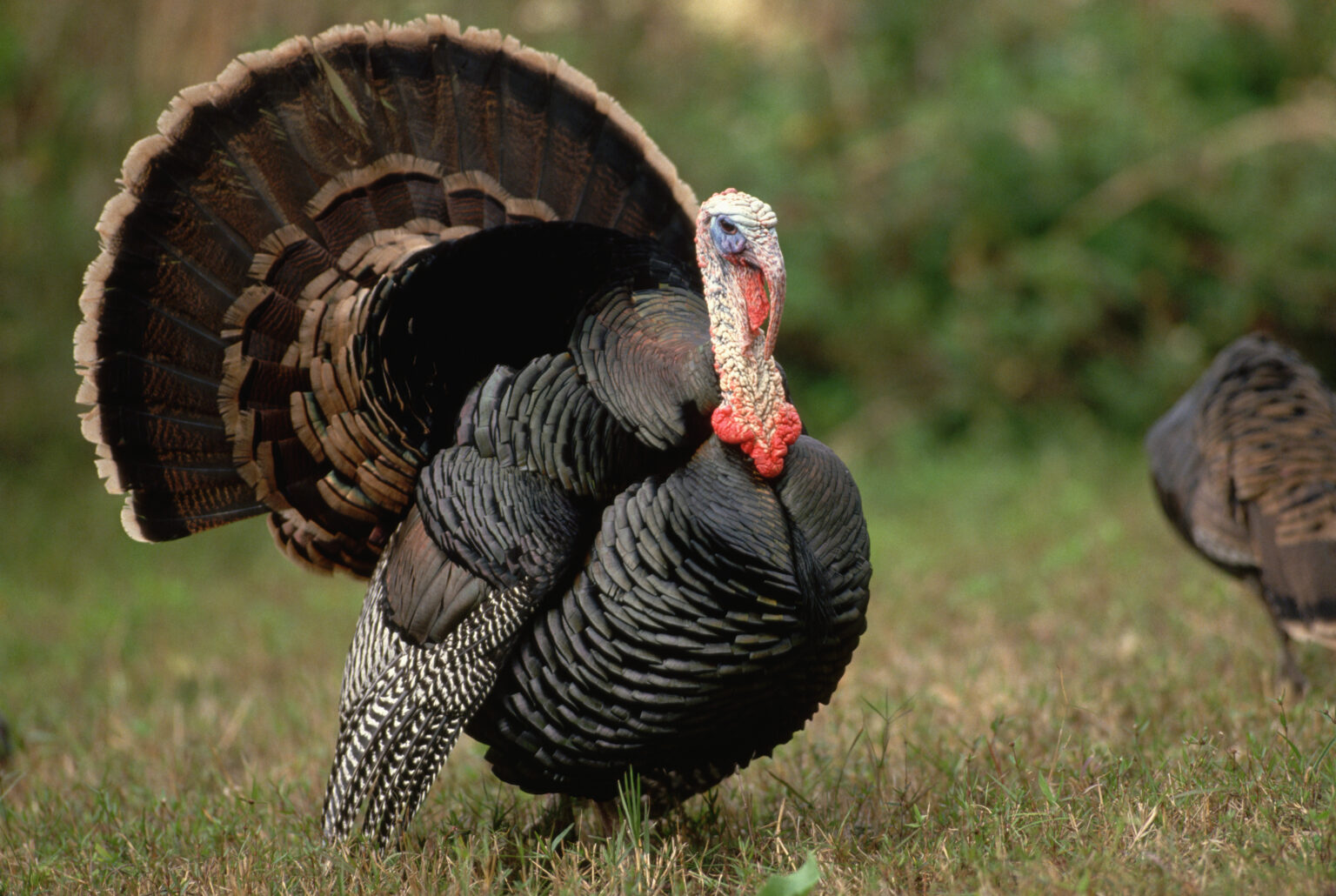 20-facts-about-turkeys