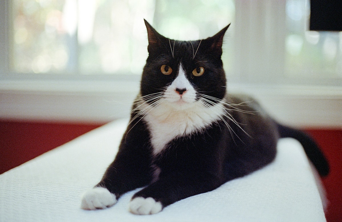 20-facts-about-tuxedo-cats
