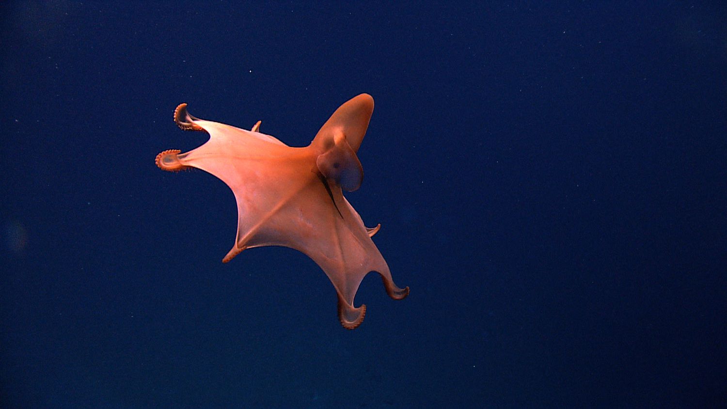 20-facts-about-vampire-squid