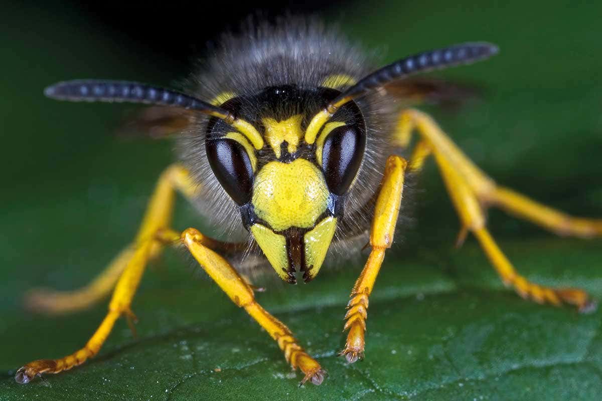 20-facts-about-wasps
