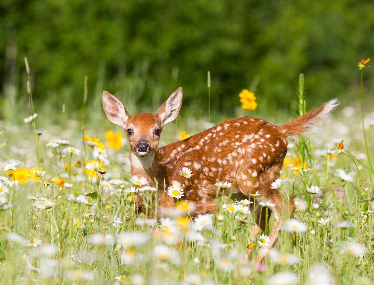 20-facts-about-white-tailed-deer