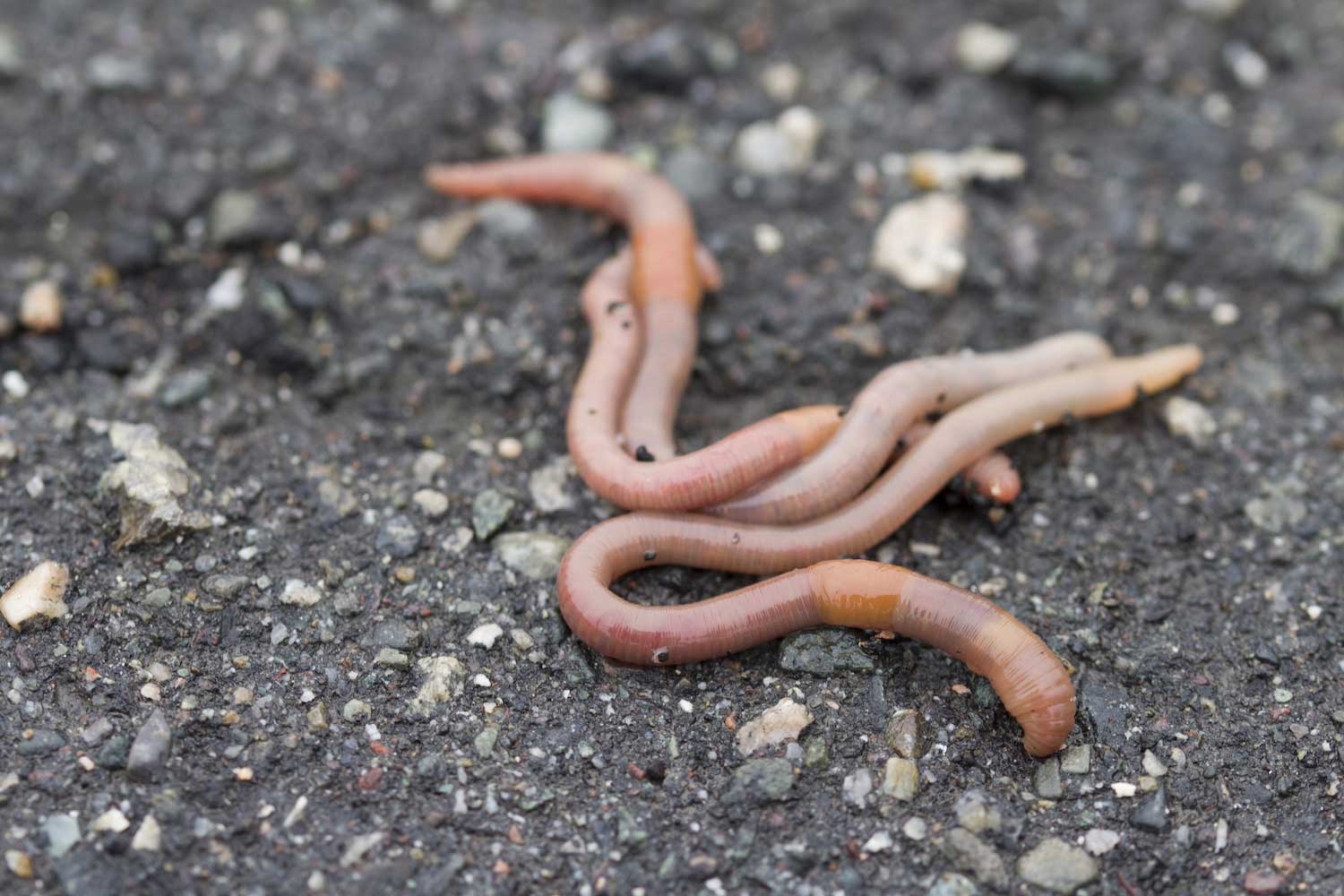 20-facts-about-worms