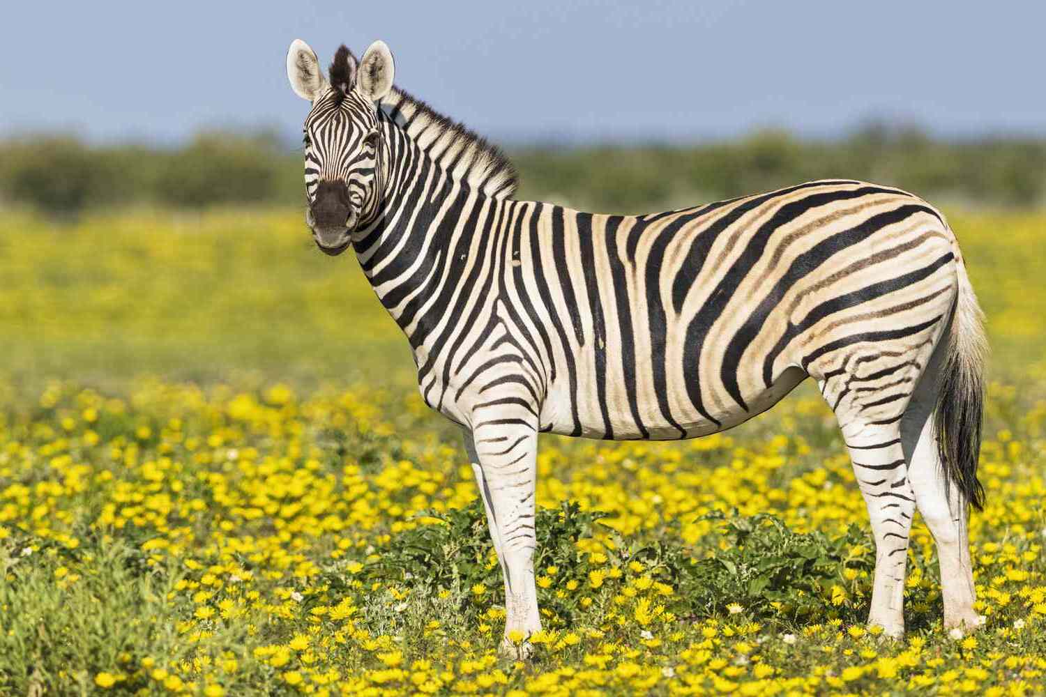 20-facts-about-zebras
