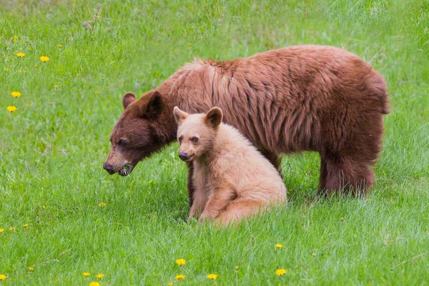 20-facts-on-bears-natures-mighty-mammals
