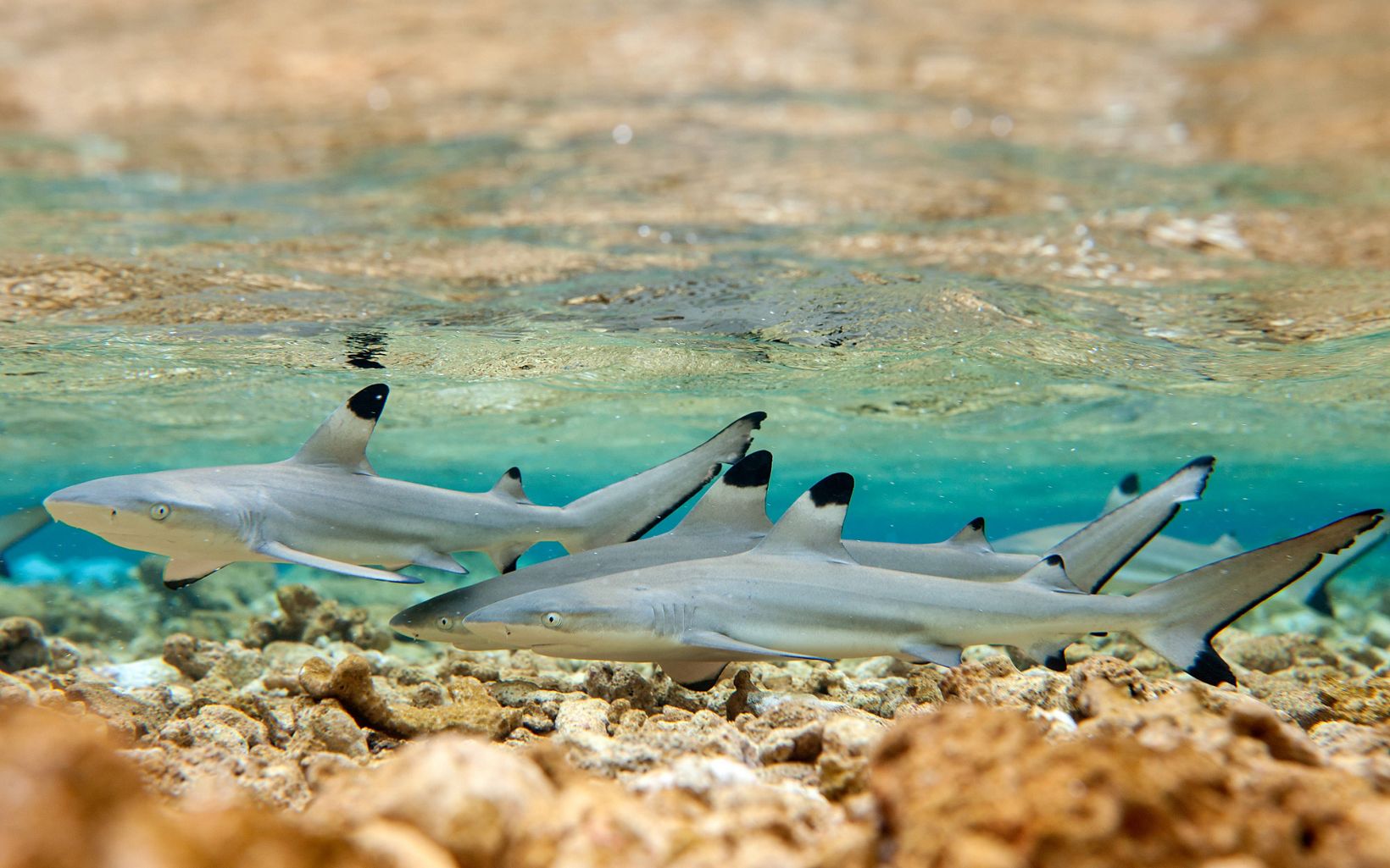 20-facts-on-blacktip-reef-shark-habitats
