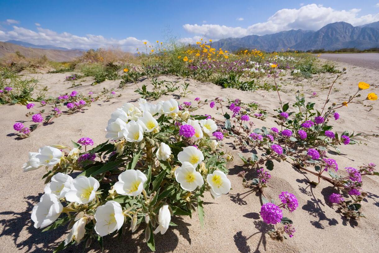 20-facts-on-californias-desert-region