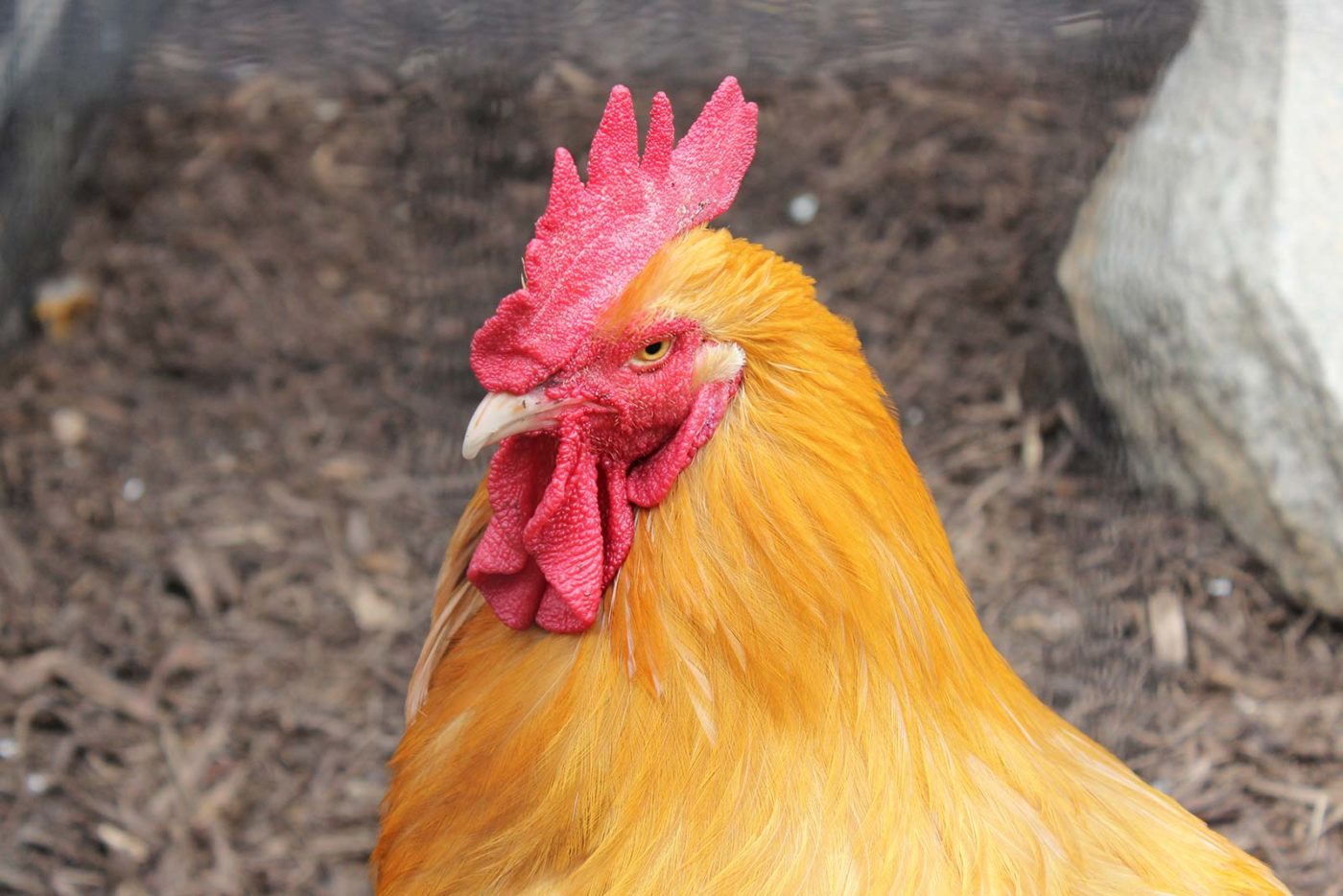 20-facts-on-chickens-you-didnt-know
