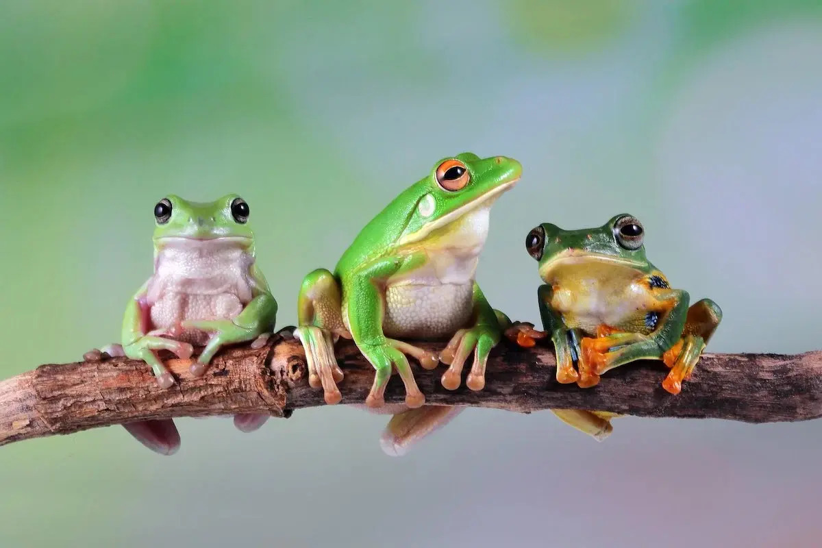 20-fascinating-facts-about-frogs