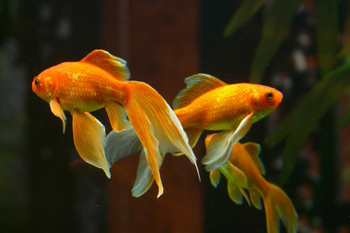 20-fascinating-facts-about-goldfish-natures-marvels