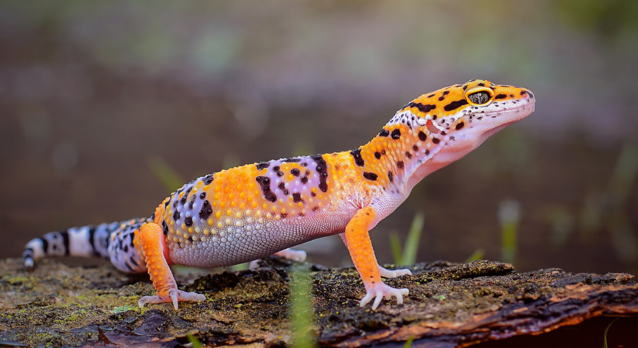 20-fascinating-leopard-gecko-facts