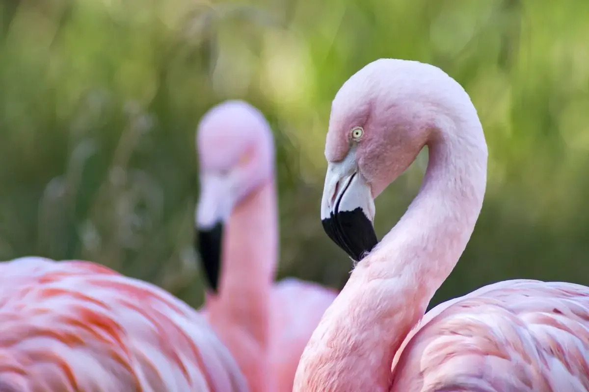 20-flamingo-facts-to-amaze-you