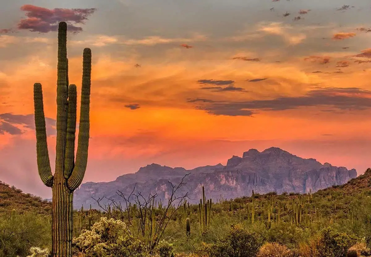 20-fun-facts-about-arizonas-unique-charm