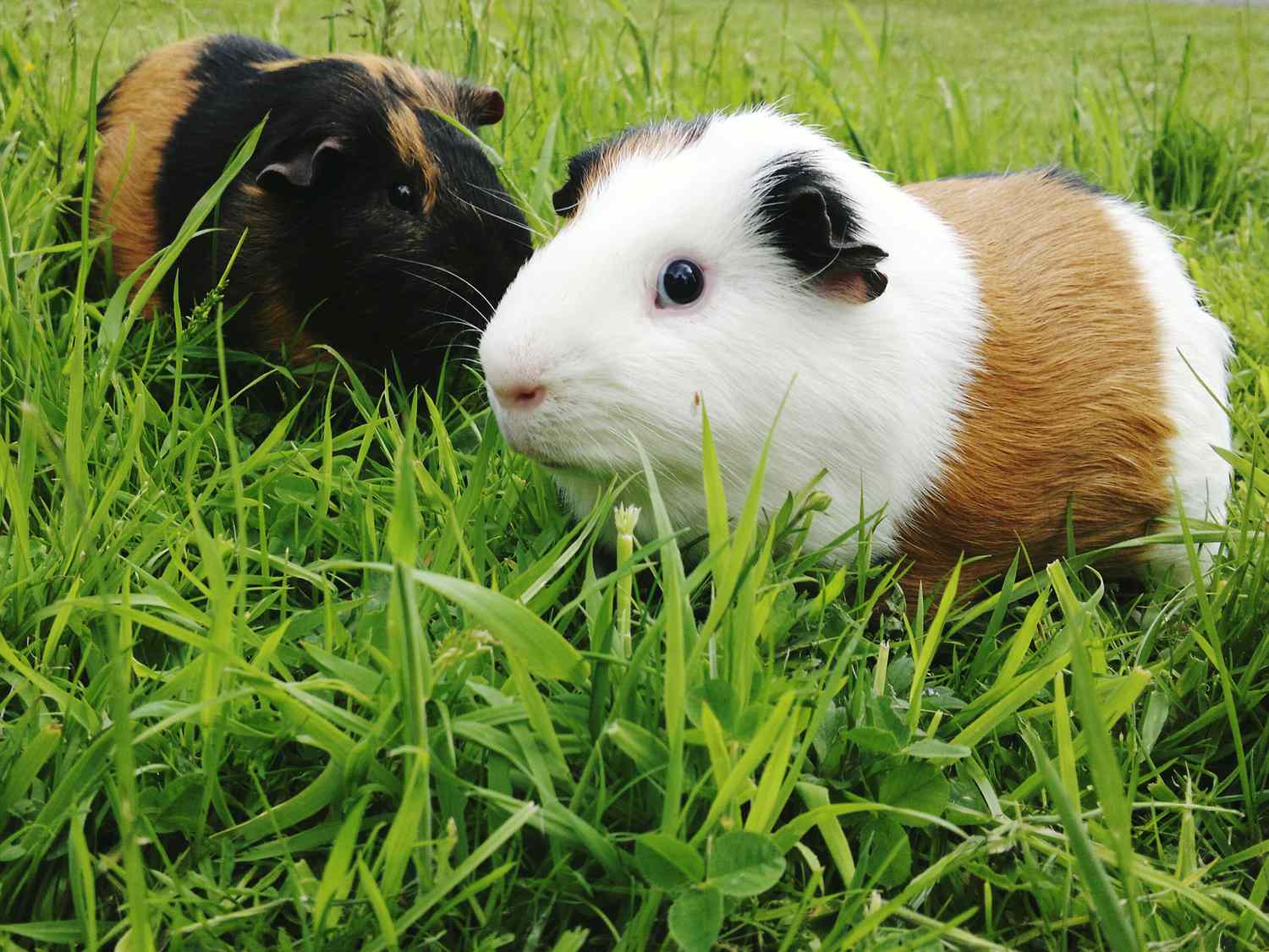 20-fun-facts-about-guinea-pigs-you-didnt-know