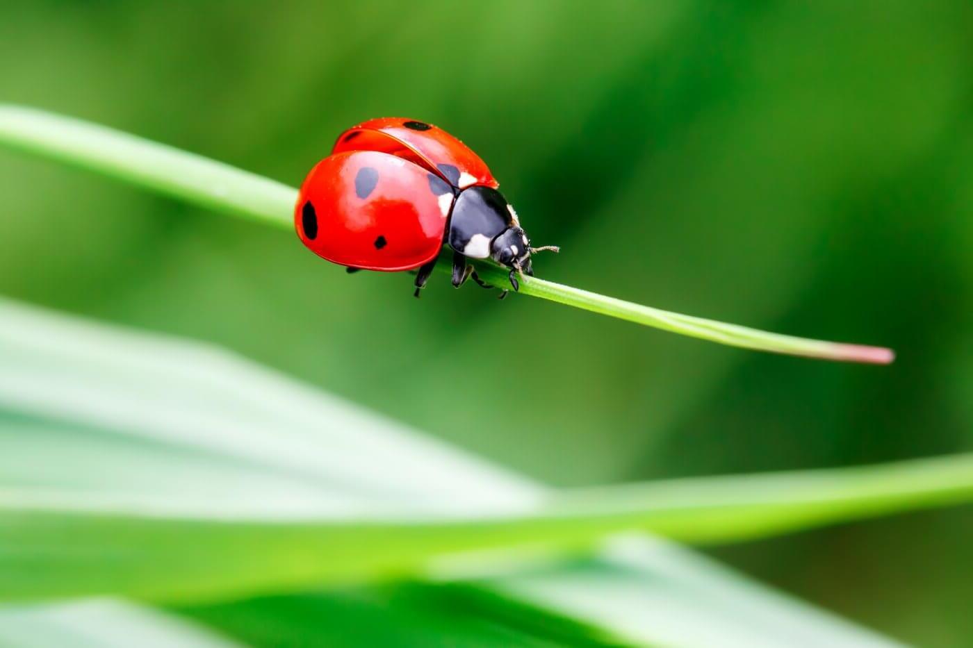 20-fun-facts-about-ladybugs-natures-tiny-marvels