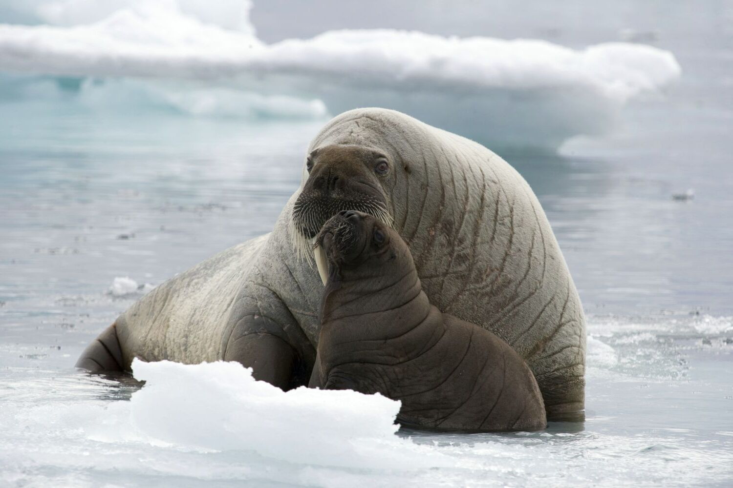 20-fun-facts-about-walruses-natures-giants-unveiled
