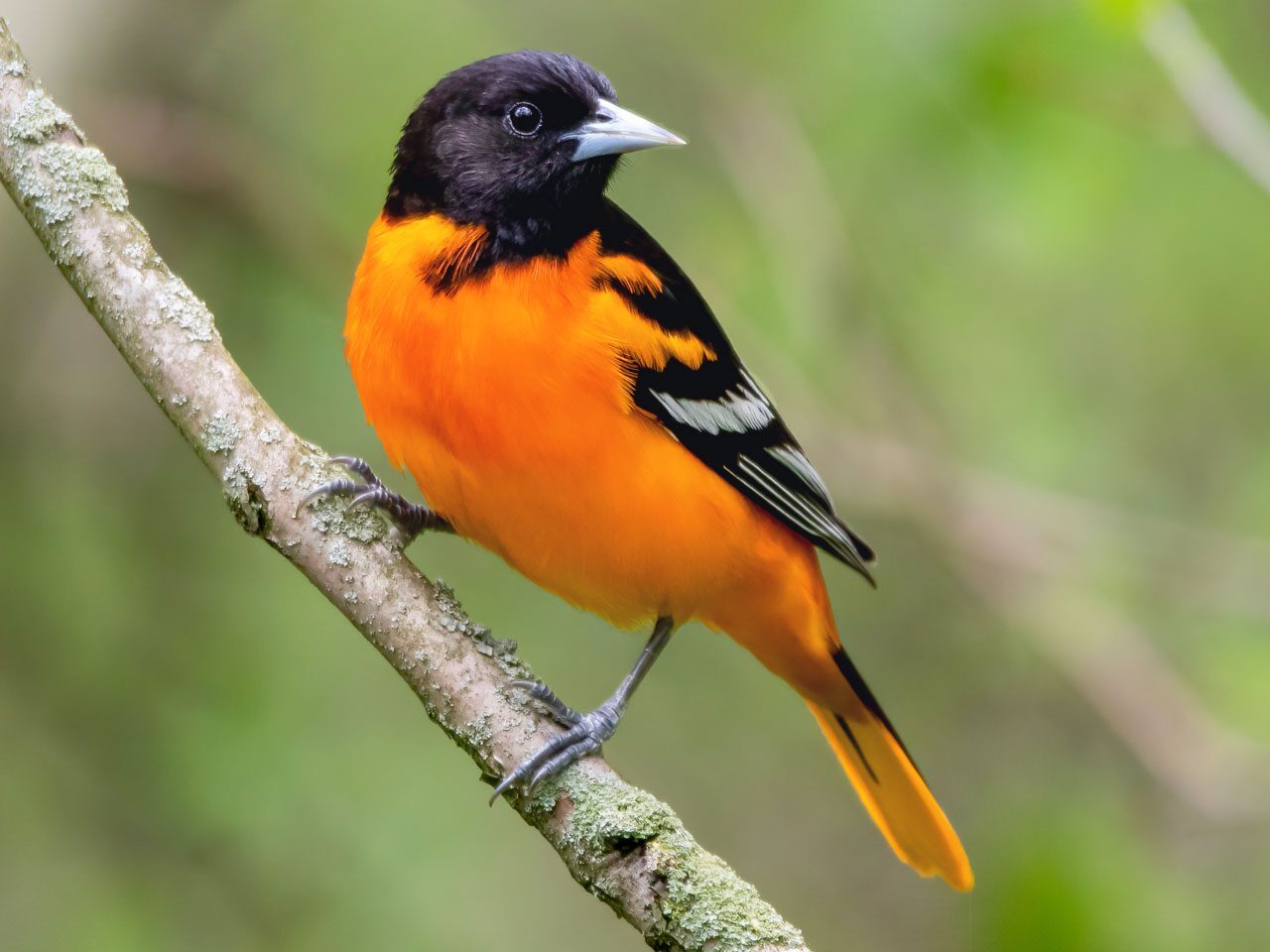 20-fun-facts-on-bird-behavior-and-traits
