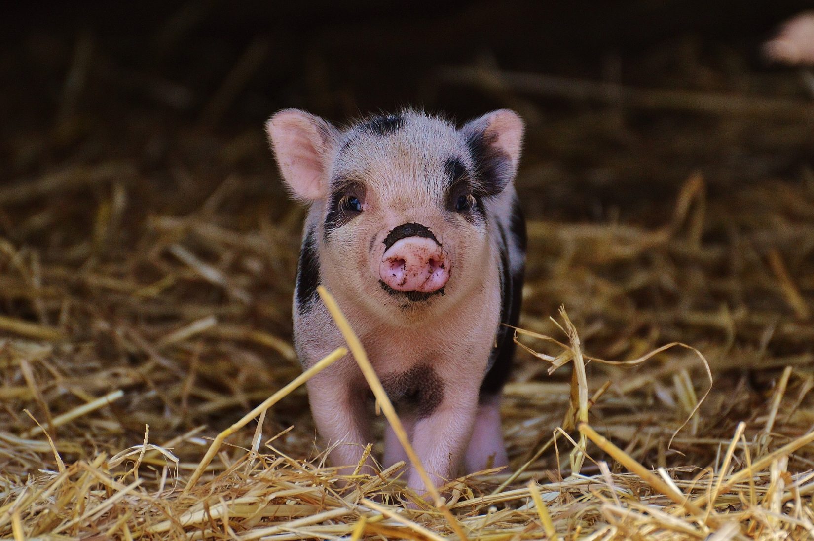 20-fun-facts-you-didnt-know-about-pigs