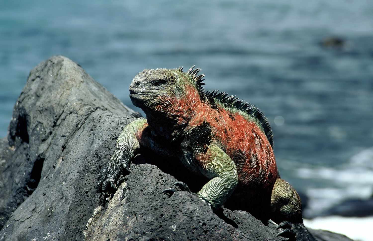 20-iguana-facts-habits-habitat-and-health