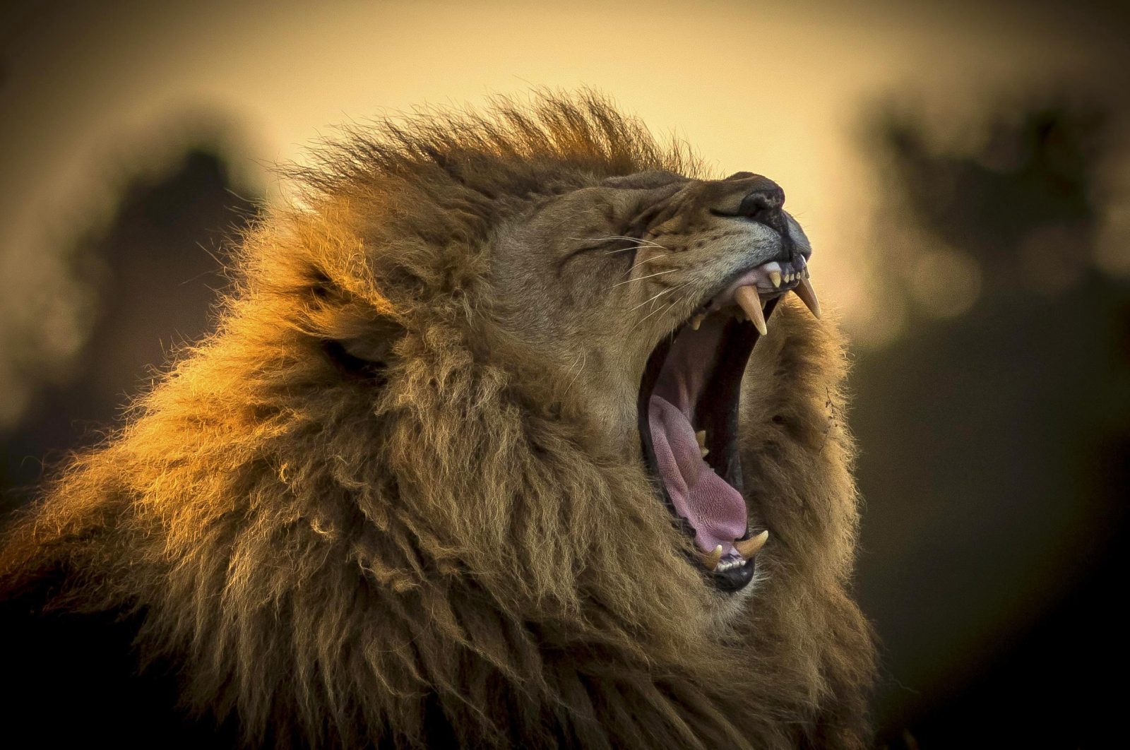20-incredible-facts-about-lions