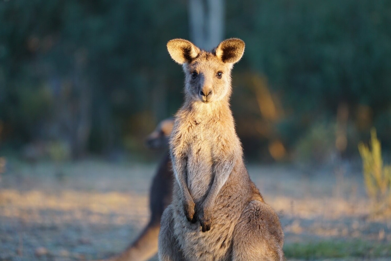 20-incredible-kangaroo-facts-youve-never-heard-before