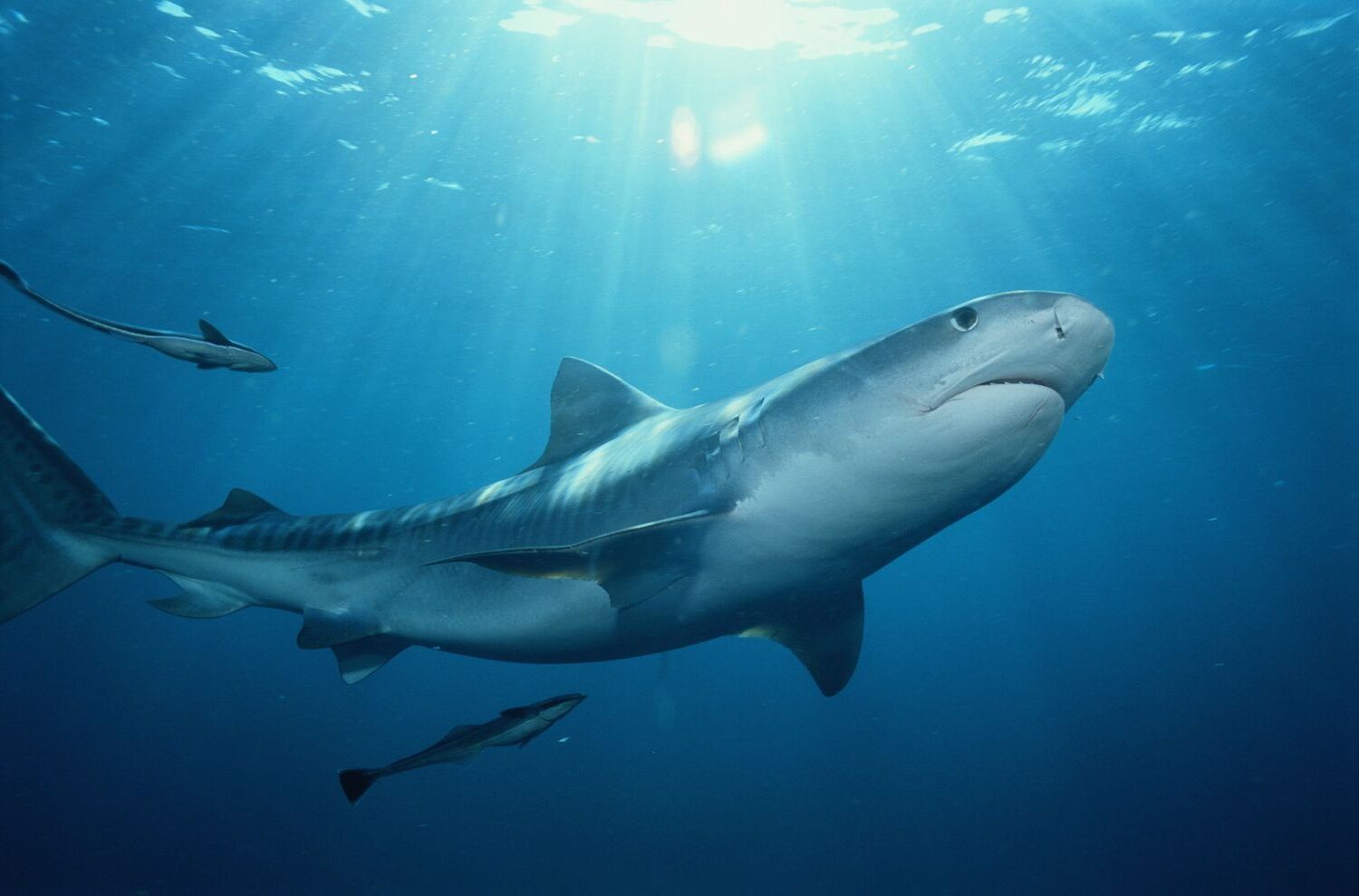 20-jaw-dropping-facts-about-sharks