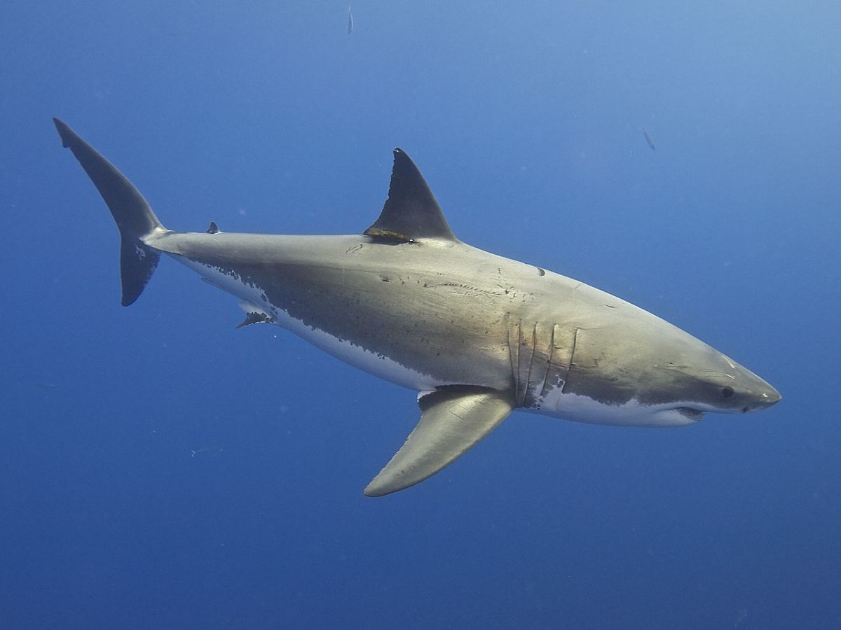 20-jaw-dropping-shark-facts-you-need-to-know