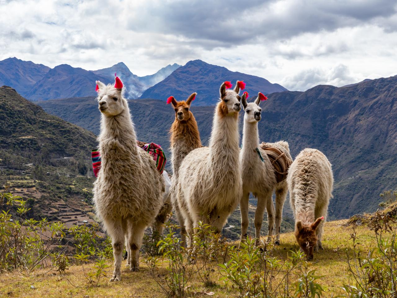 20-llama-facts-you-might-not-know